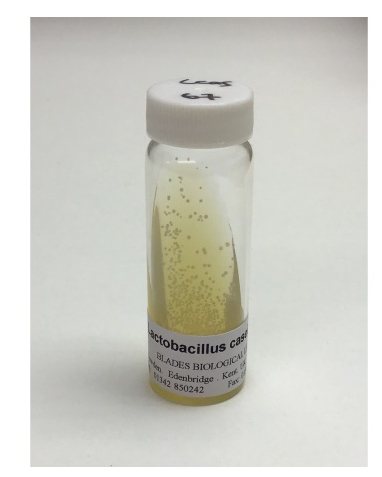 Lactobacillus Cassil Culture