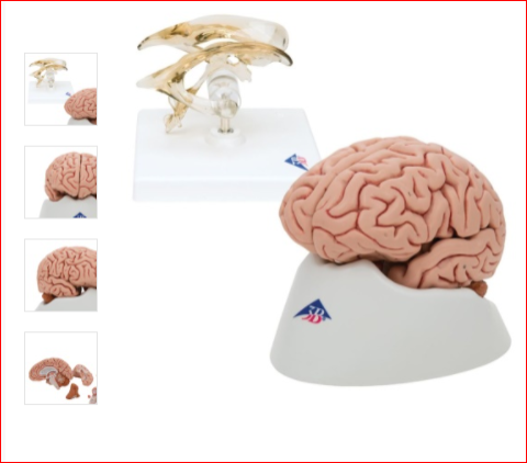 Anatomy Set Brain Models