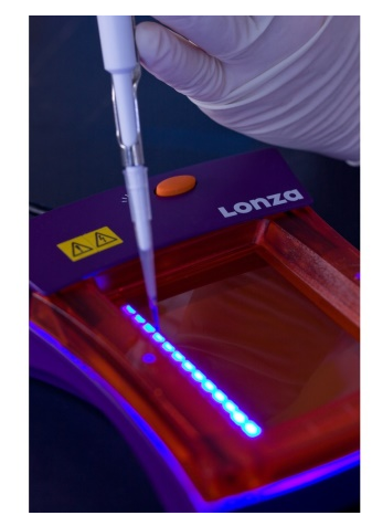 Lonza FlashGel DNA Kit